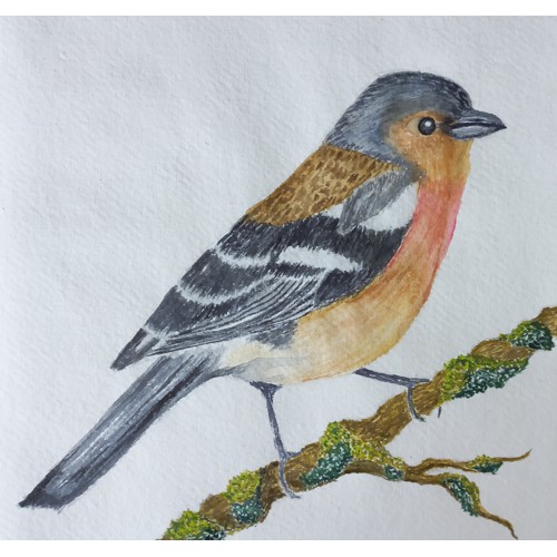 chaffinch