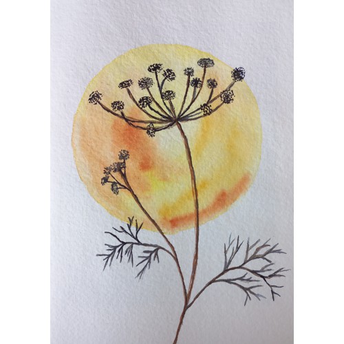 cow-parsley