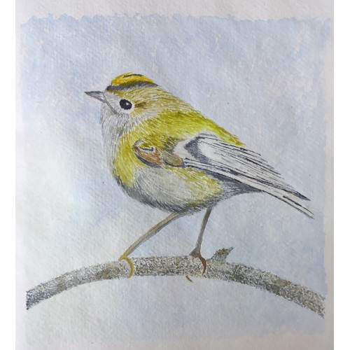 goldcrest