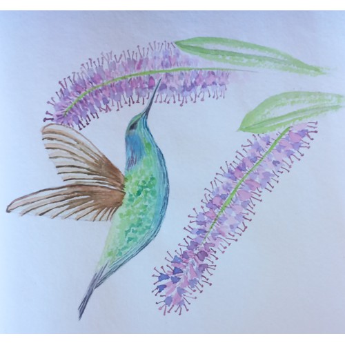 Humming Bird