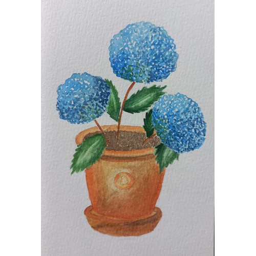 Hydrangeas
