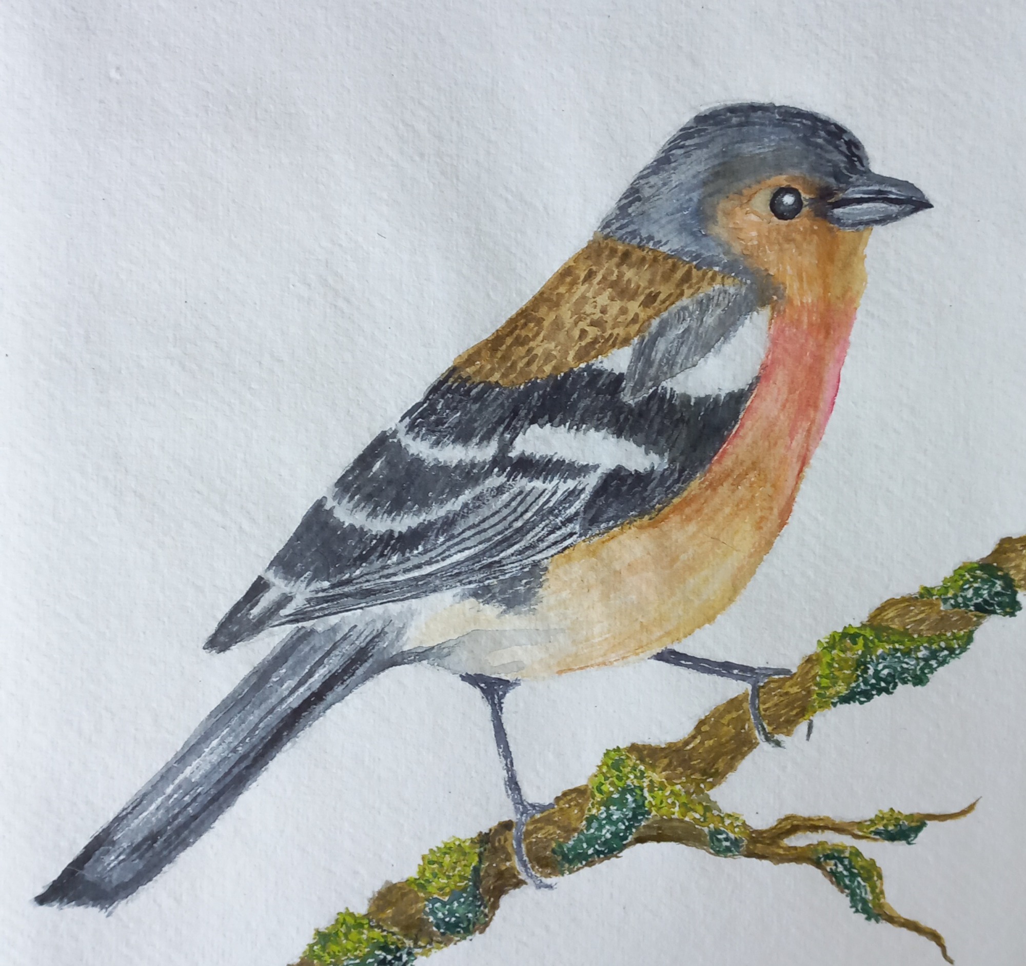 Birds & Insects